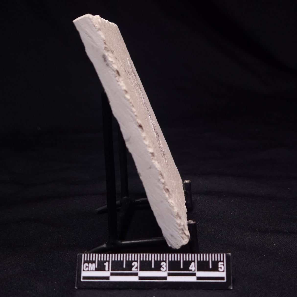 SHRIMP FOSSIL CARPOPENAEUS CALLIROSTRIS, Upper Cretaceous, Lebanon YSL010