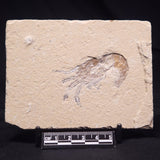 SHRIMP FOSSIL CARPOPENAEUS CALLIROSTRIS, Upper Cretaceous, Lebanon YSL011