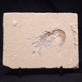 SHRIMP FOSSIL CARPOPENAEUS CALLIROSTRIS, Upper Cretaceous, Lebanon YSL011