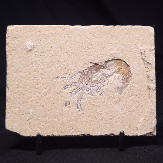 SHRIMP FOSSIL CARPOPENAEUS CALLIROSTRIS, Upper Cretaceous, Lebanon YSL011