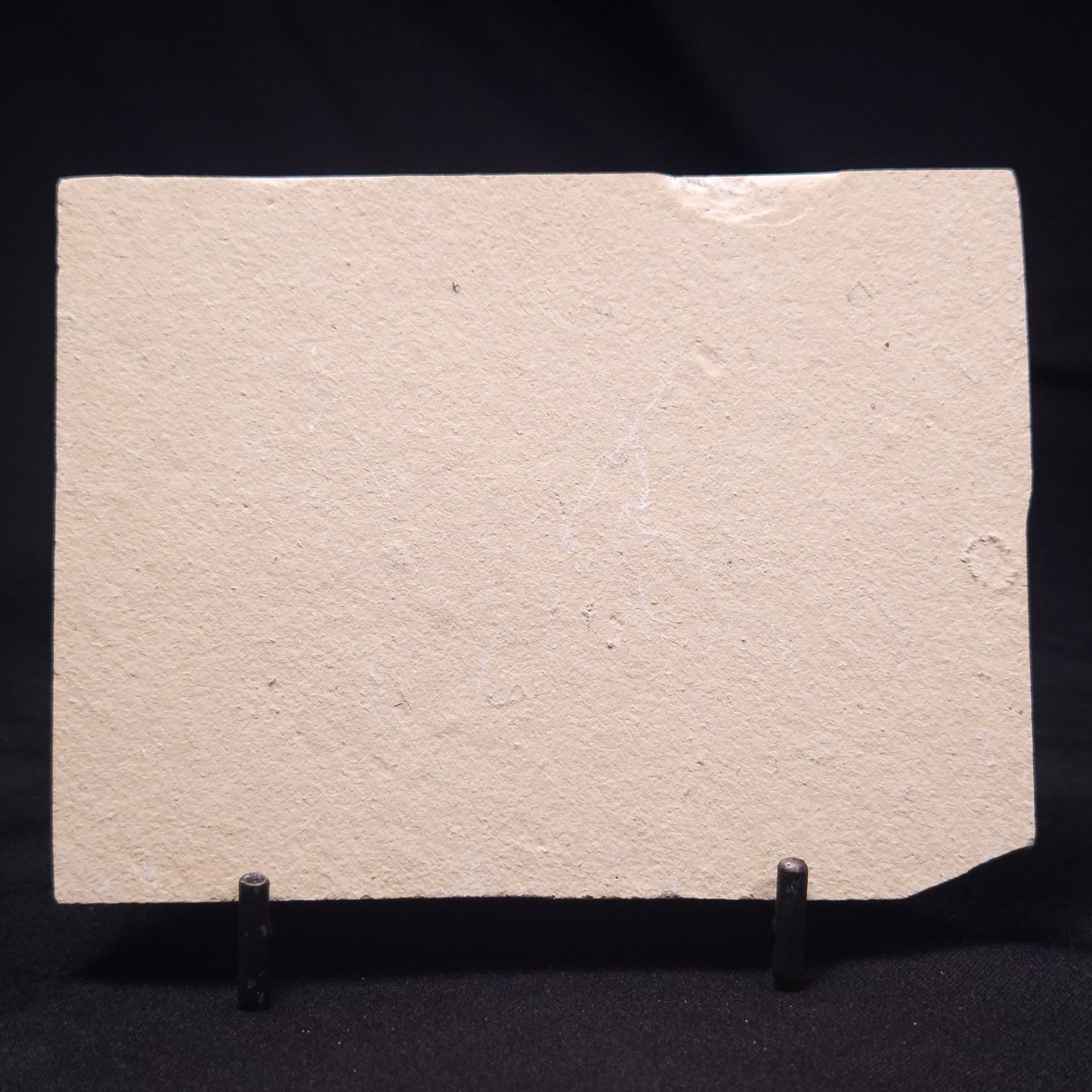 SHRIMP FOSSIL CARPOPENAEUS CALLIROSTRIS, Upper Cretaceous, Lebanon YSL011