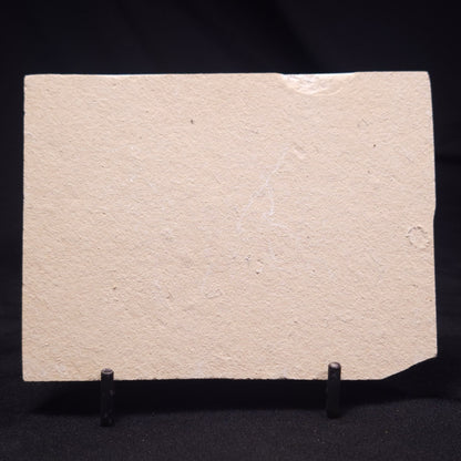 SHRIMP FOSSIL CARPOPENAEUS CALLIROSTRIS, Upper Cretaceous, Lebanon YSL011