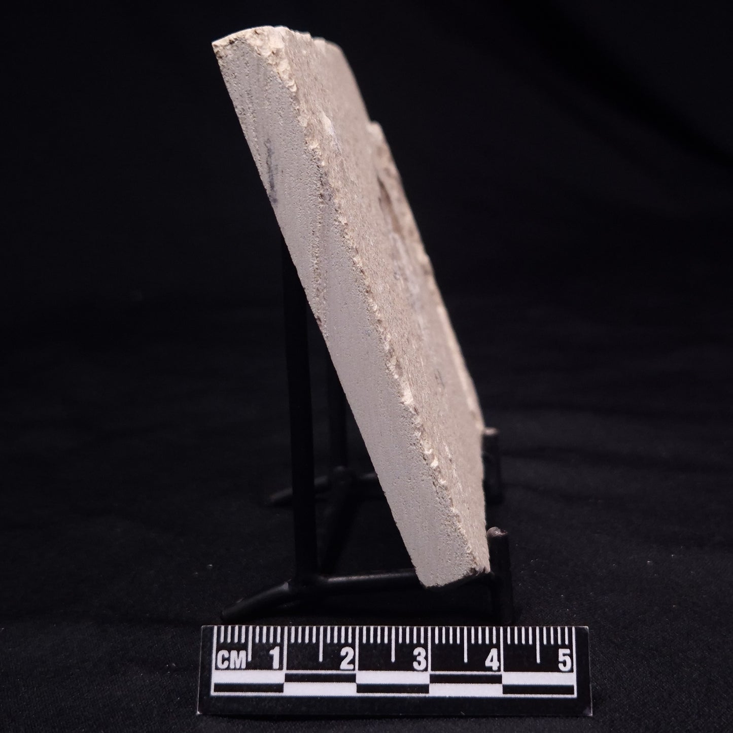 SHRIMP FOSSIL CARPOPENAEUS CALLIROSTRIS, Upper Cretaceous, Lebanon YSL011