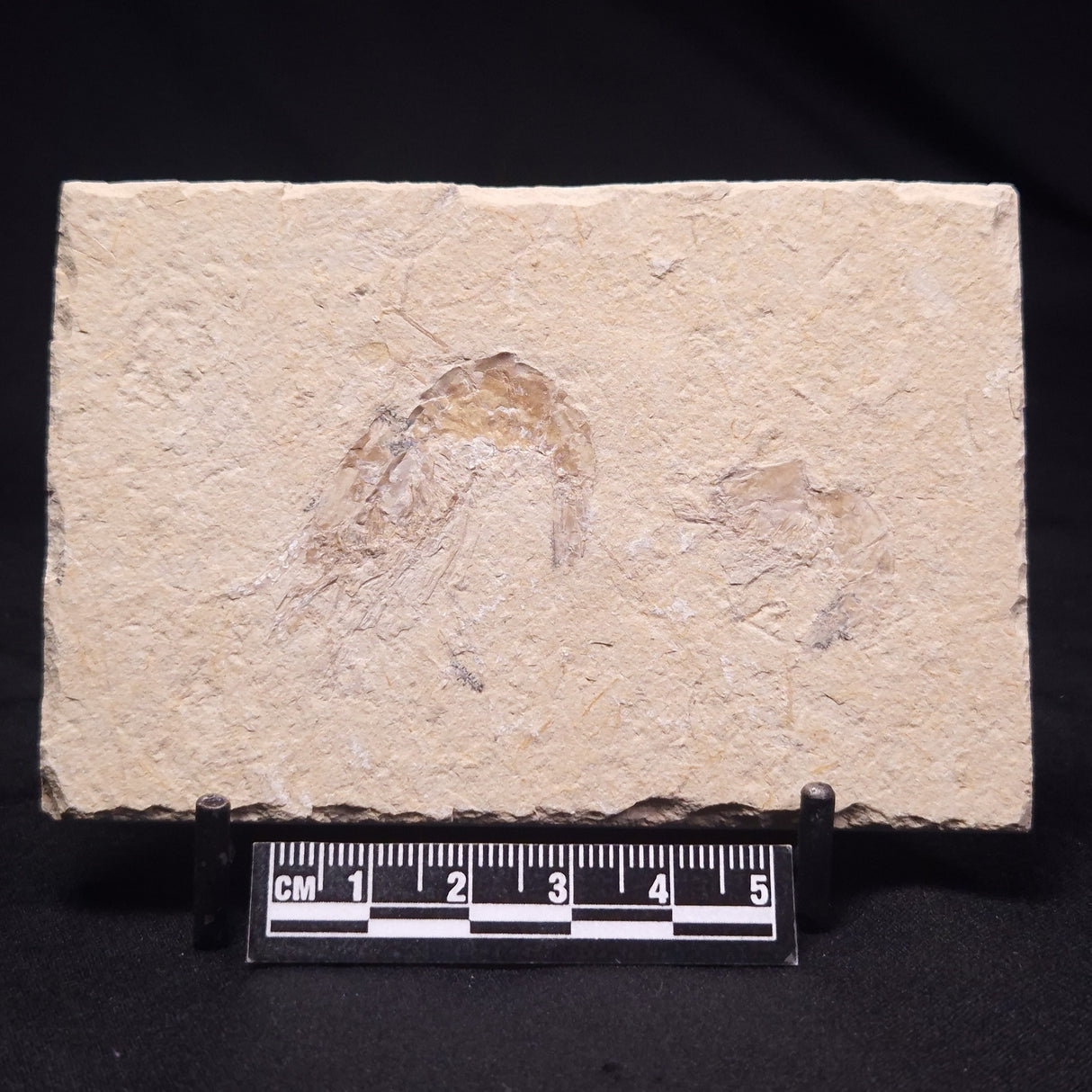 SHRIMP FOSSIL CARPOPENAEUS CALLIROSTRIS, Upper Cretaceous, Lebanon YSL012