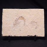 SHRIMP FOSSIL CARPOPENAEUS CALLIROSTRIS, Upper Cretaceous, Lebanon YSL012
