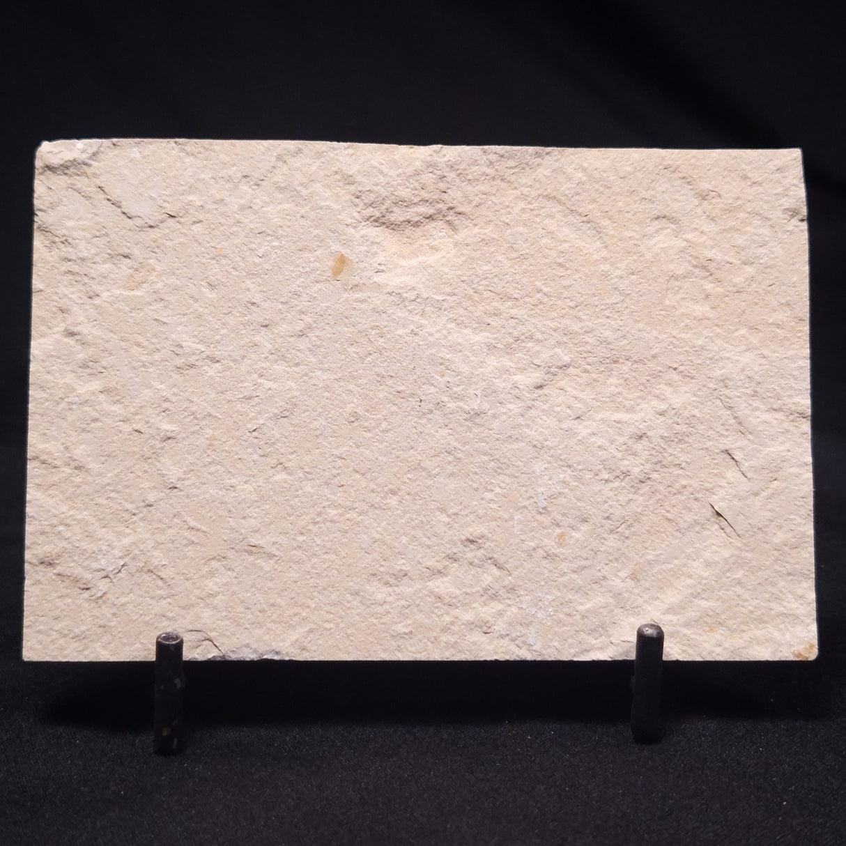 SHRIMP FOSSIL CARPOPENAEUS CALLIROSTRIS, Upper Cretaceous, Lebanon YSL012