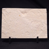 SHRIMP FOSSIL CARPOPENAEUS CALLIROSTRIS, Upper Cretaceous, Lebanon YSL012