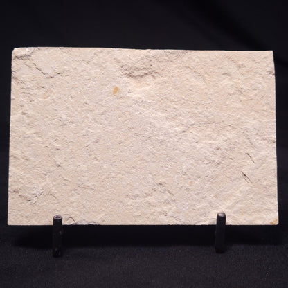 SHRIMP FOSSIL CARPOPENAEUS CALLIROSTRIS, Upper Cretaceous, Lebanon YSL012