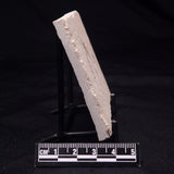 SHRIMP FOSSIL CARPOPENAEUS CALLIROSTRIS, Upper Cretaceous, Lebanon YSL012