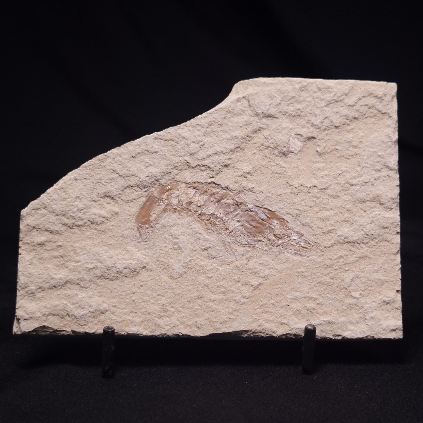 SHRIMP FOSSIL CARPOPENAEUS CALLIROSTRIS, Upper Cretaceous, Lebanon YSL013