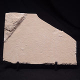 SHRIMP FOSSIL CARPOPENAEUS CALLIROSTRIS, Upper Cretaceous, Lebanon YSL013