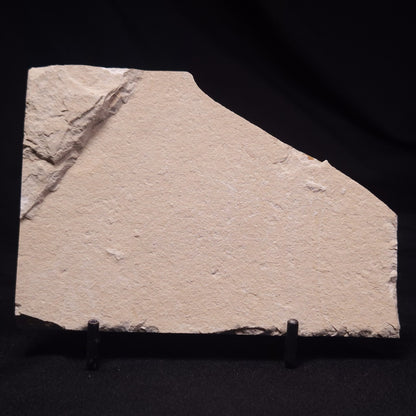 SHRIMP FOSSIL CARPOPENAEUS CALLIROSTRIS, Upper Cretaceous, Lebanon YSL013