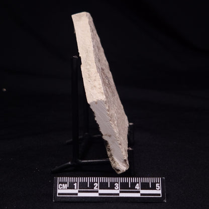 SHRIMP FOSSIL CARPOPENAEUS CALLIROSTRIS, Upper Cretaceous, Lebanon YSL013