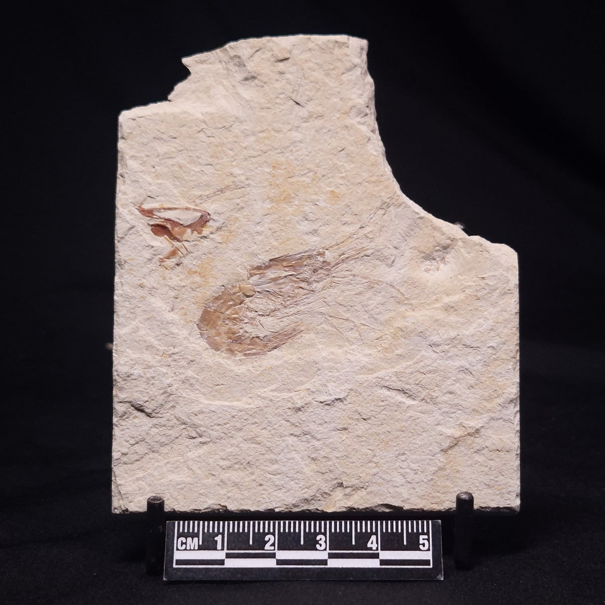 SHRIMP FOSSIL CARPOPENAEUS CALLIROSTRIS, Upper Cretaceous, Lebanon YSL014