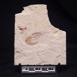 SHRIMP FOSSIL CARPOPENAEUS CALLIROSTRIS, Upper Cretaceous, Lebanon YSL014