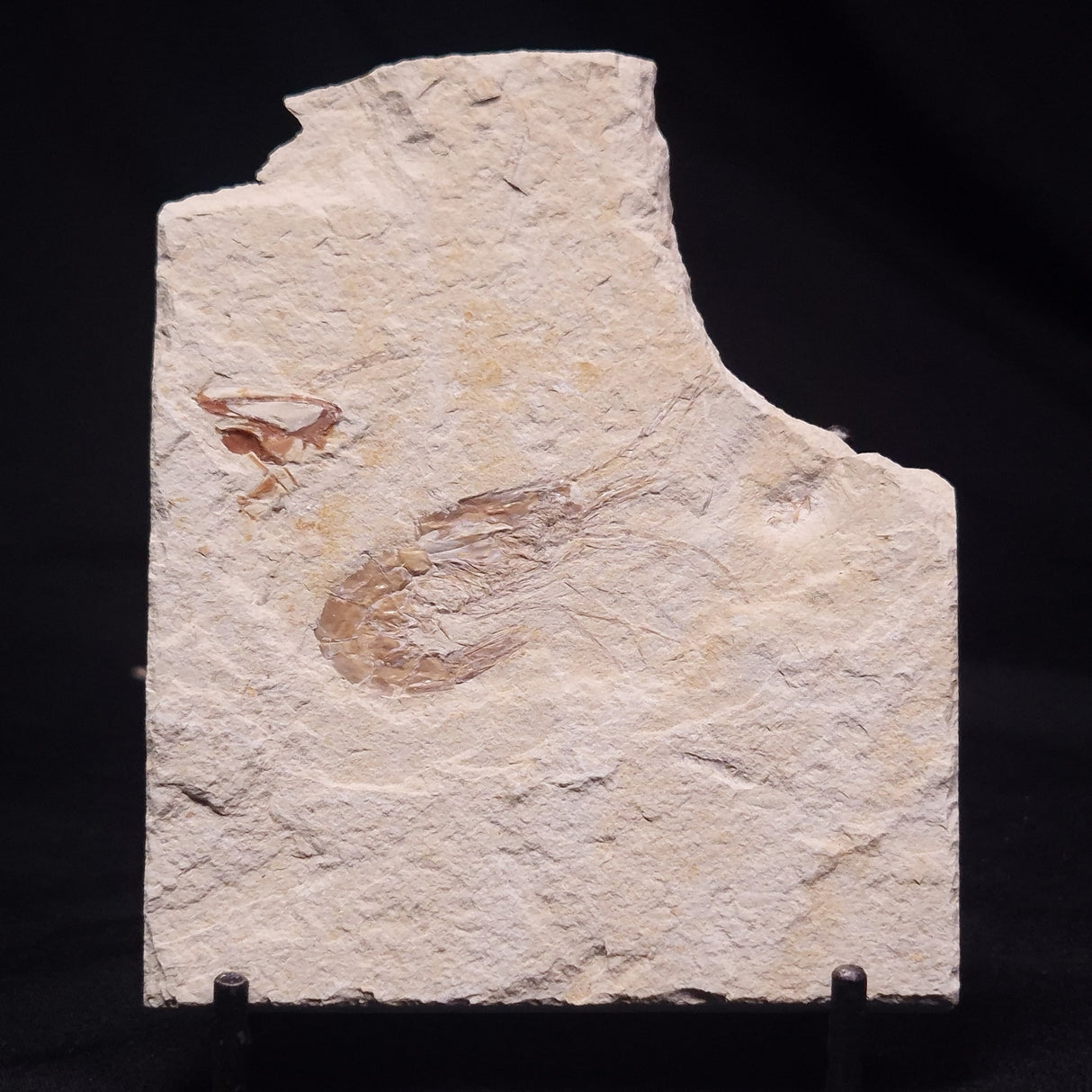 SHRIMP FOSSIL CARPOPENAEUS CALLIROSTRIS, Upper Cretaceous, Lebanon YSL014