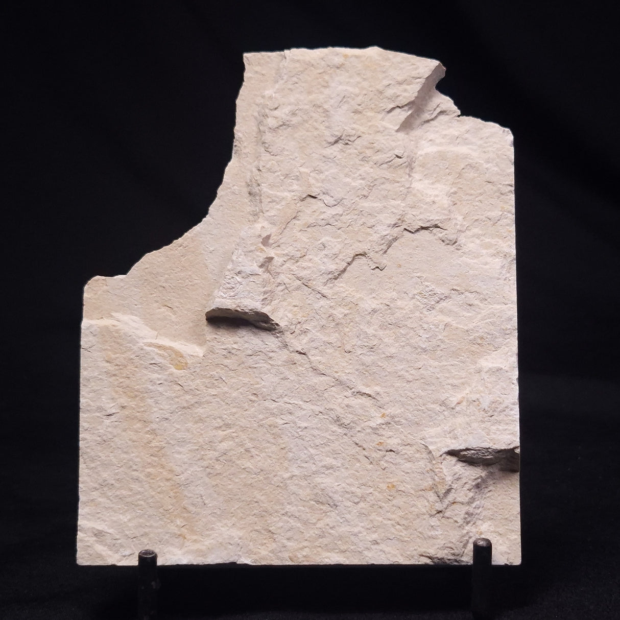 SHRIMP FOSSIL CARPOPENAEUS CALLIROSTRIS, Upper Cretaceous, Lebanon YSL014