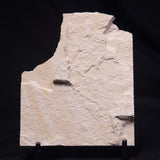 SHRIMP FOSSIL CARPOPENAEUS CALLIROSTRIS, Upper Cretaceous, Lebanon YSL014