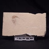 SHRIMP FOSSIL CARPOPENAEUS CALLIROSTRIS, Upper Cretaceous, Lebanon YSL015