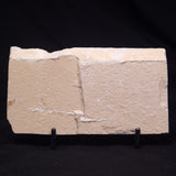 SHRIMP FOSSIL CARPOPENAEUS CALLIROSTRIS, Upper Cretaceous, Lebanon YSL015