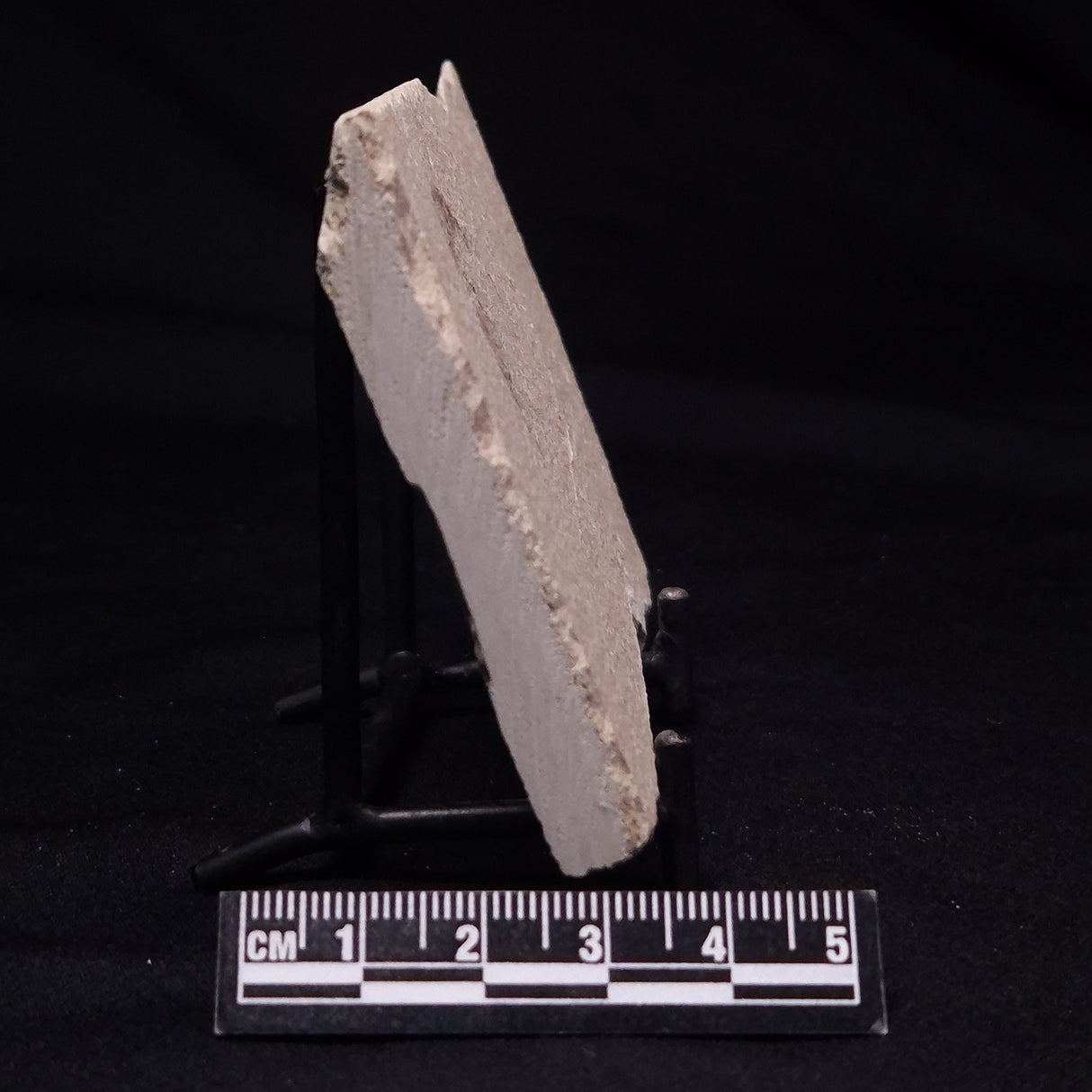 SHRIMP FOSSIL CARPOPENAEUS CALLIROSTRIS, Upper Cretaceous, Lebanon YSL015