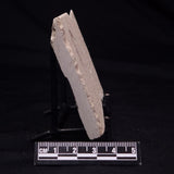 SHRIMP FOSSIL CARPOPENAEUS CALLIROSTRIS, Upper Cretaceous, Lebanon YSL015