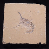 SHRIMP FOSSIL CARPOPENAEUS CALLIROSTRIS, Upper Cretaceous, Lebanon YSL016