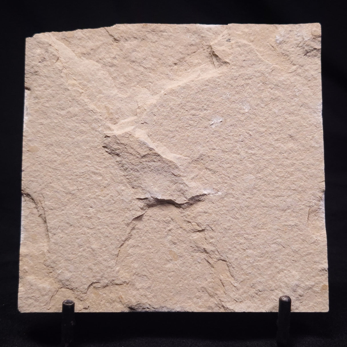 SHRIMP FOSSIL CARPOPENAEUS CALLIROSTRIS, Upper Cretaceous, Lebanon YSL016