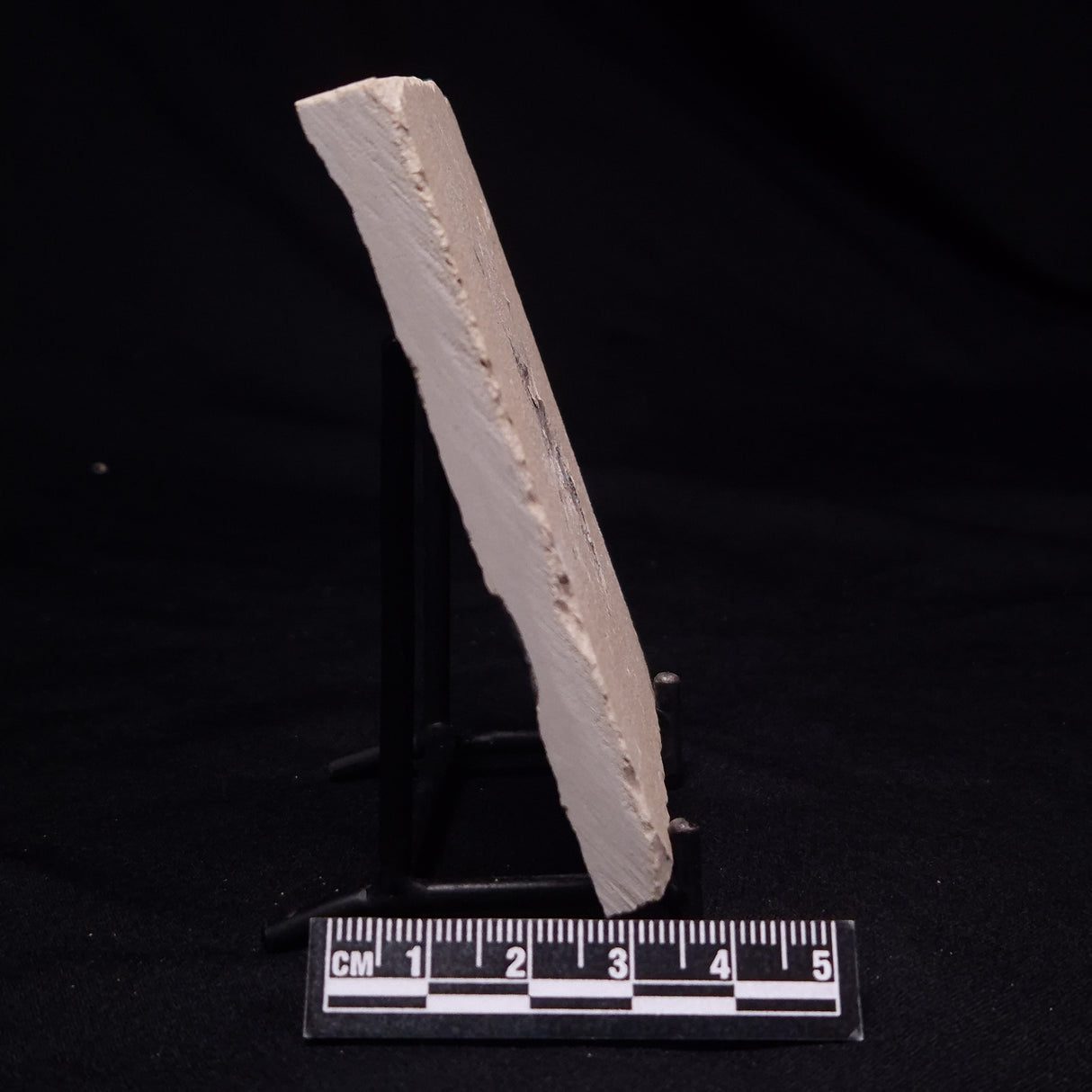 SHRIMP FOSSIL CARPOPENAEUS CALLIROSTRIS, Upper Cretaceous, Lebanon YSL016