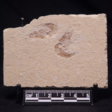 SHRIMP FOSSIL CARPOPENAEUS CALLIROSTRIS, Upper Cretaceous, Lebanon YSL017
