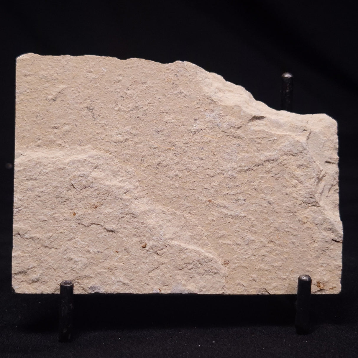 SHRIMP FOSSIL CARPOPENAEUS CALLIROSTRIS, Upper Cretaceous, Lebanon YSL017