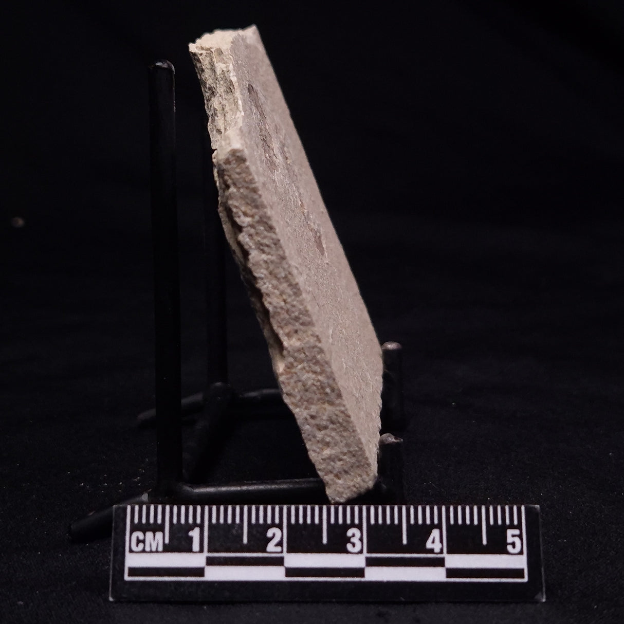 SHRIMP FOSSIL CARPOPENAEUS CALLIROSTRIS, Upper Cretaceous, Lebanon YSL017