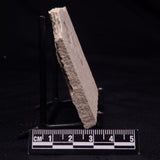 SHRIMP FOSSIL CARPOPENAEUS CALLIROSTRIS, Upper Cretaceous, Lebanon YSL017