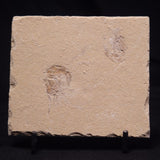 SHRIMP FOSSIL CARPOPENAEUS CALLIROSTRIS, Upper Cretaceous, Lebanon YSL019