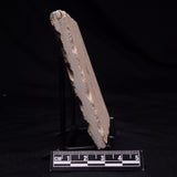 SHRIMP FOSSIL CARPOPENAEUS CALLIROSTRIS, Upper Cretaceous, Lebanon YSL019