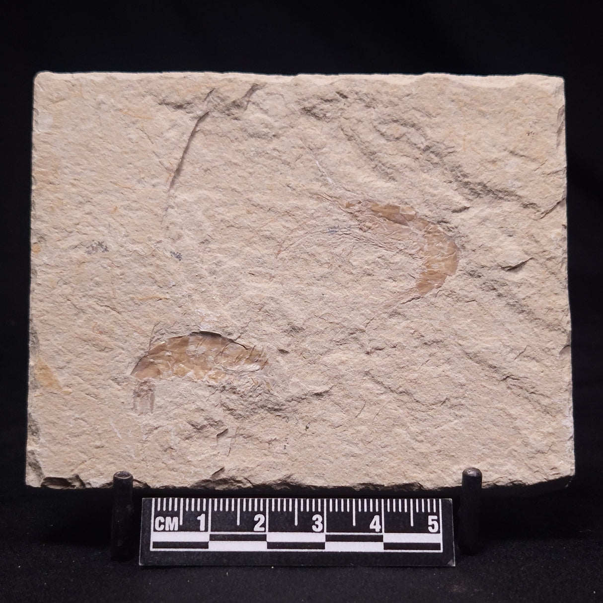 SHRIMP FOSSIL CARPOPENAEUS CALLIROSTRIS, Upper Cretaceous, Lebanon YSL020