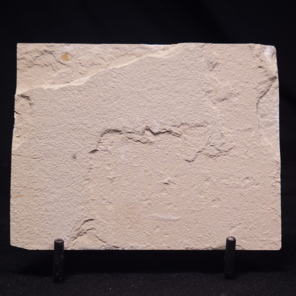 SHRIMP FOSSIL CARPOPENAEUS CALLIROSTRIS, Upper Cretaceous, Lebanon YSL020