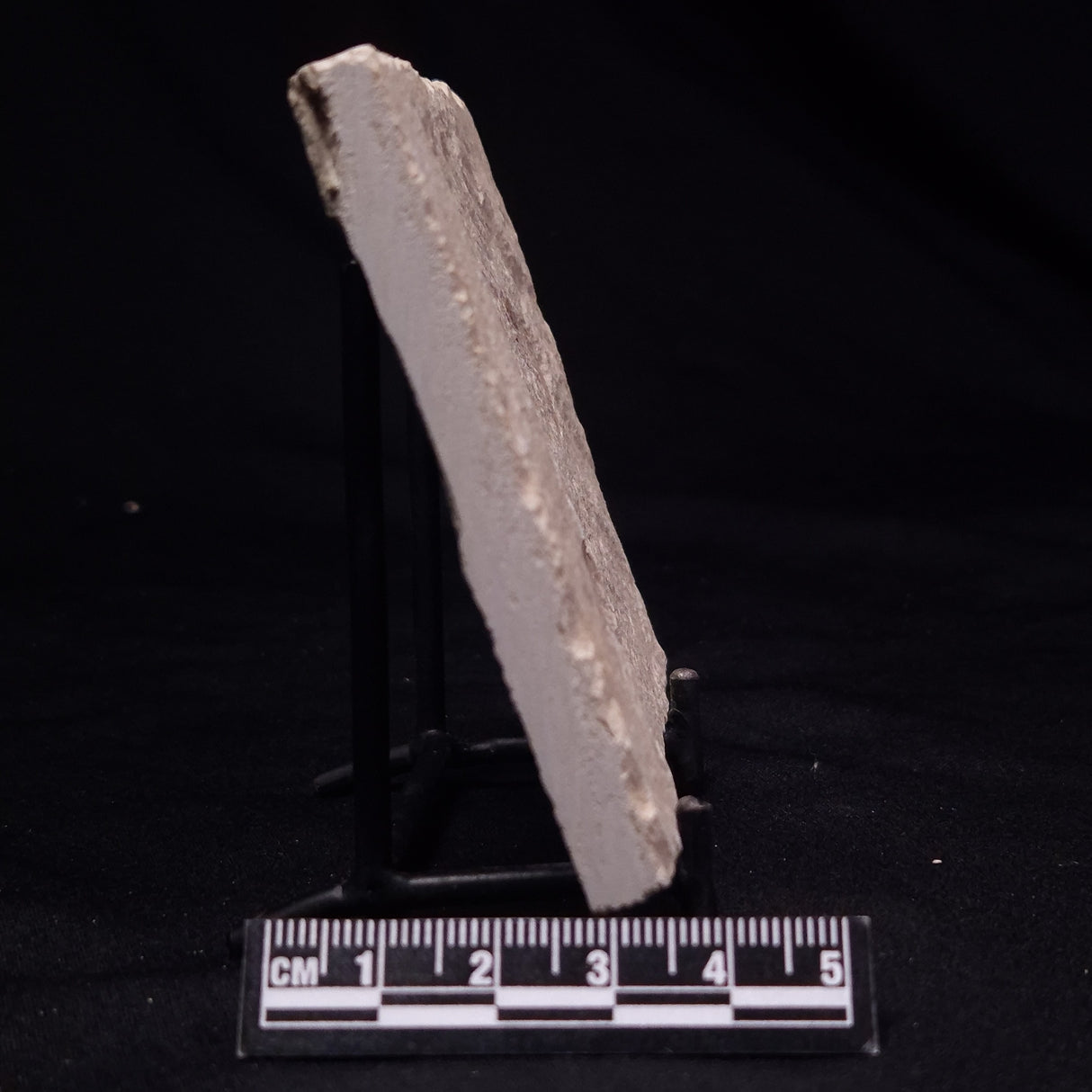 SHRIMP FOSSIL CARPOPENAEUS CALLIROSTRIS, Upper Cretaceous, Lebanon YSL020