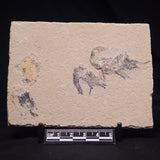 SHRIMP FOSSIL CARPOPENAEUS CALLIROSTRIS, Upper Cretaceous, Lebanon YSL021