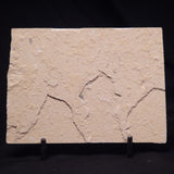 SHRIMP FOSSIL CARPOPENAEUS CALLIROSTRIS, Upper Cretaceous, Lebanon YSL021