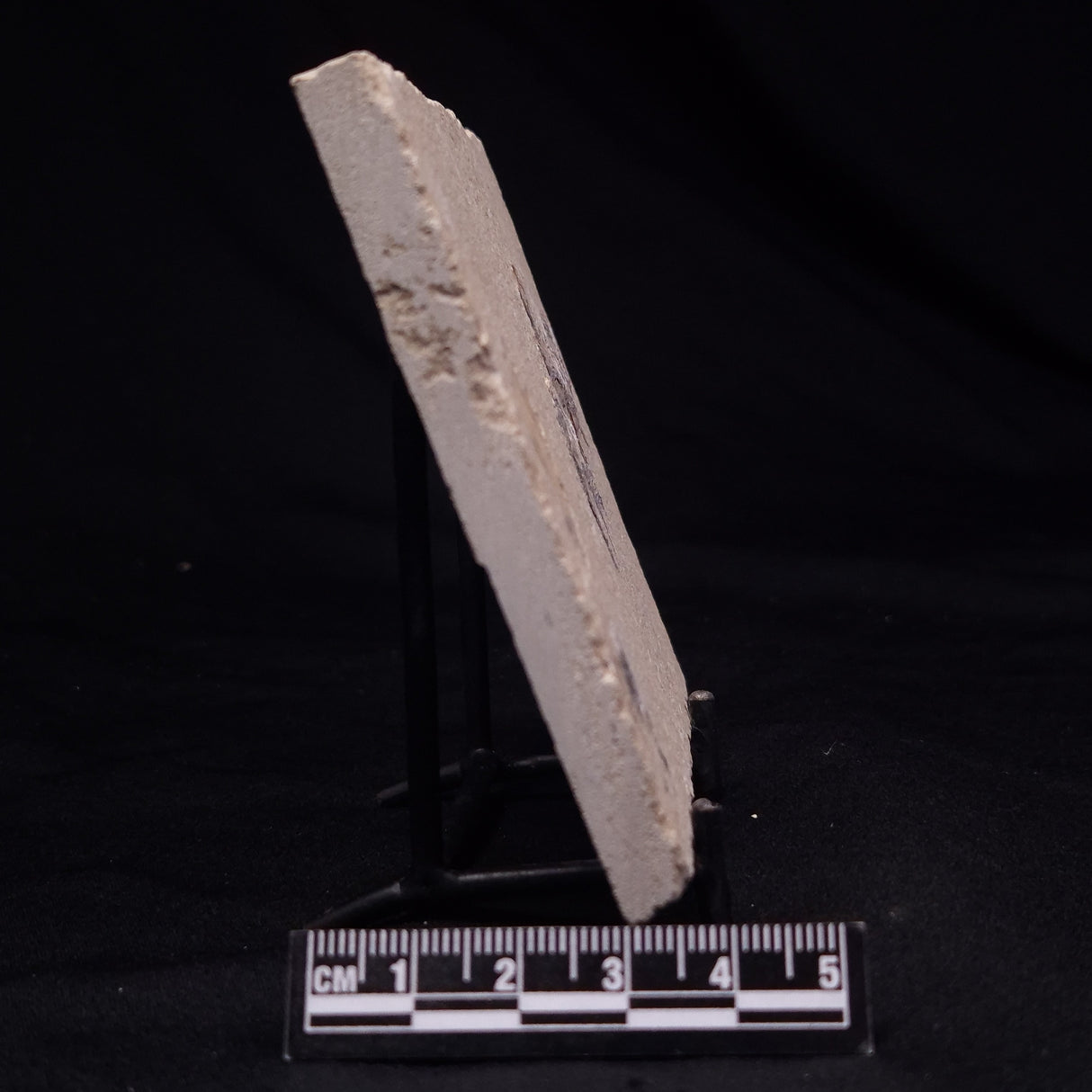 SHRIMP FOSSIL CARPOPENAEUS CALLIROSTRIS, Upper Cretaceous, Lebanon YSL021