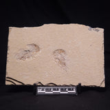 SHRIMP FOSSIL CARPOPENAEUS CALLIROSTRIS, Upper Cretaceous, Lebanon YSL022