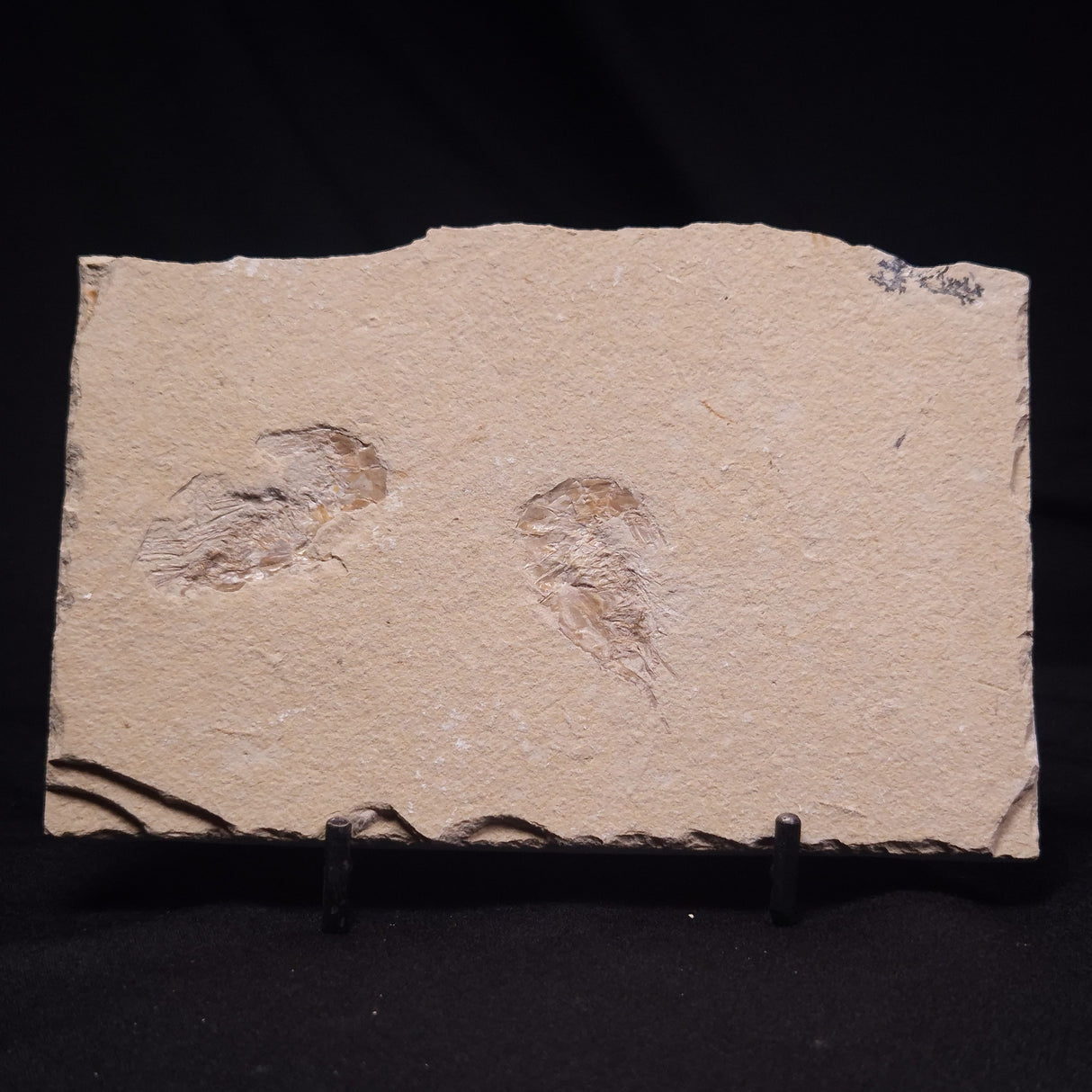 SHRIMP FOSSIL CARPOPENAEUS CALLIROSTRIS, Upper Cretaceous, Lebanon YSL022