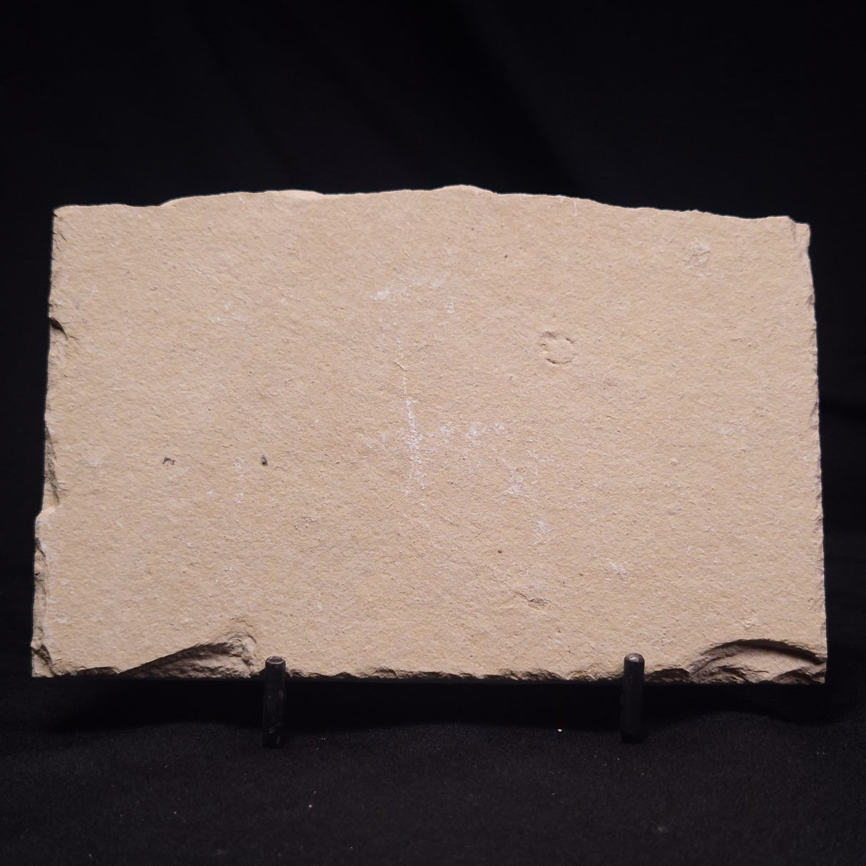 SHRIMP FOSSIL CARPOPENAEUS CALLIROSTRIS, Upper Cretaceous, Lebanon YSL022