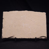 SHRIMP FOSSIL CARPOPENAEUS CALLIROSTRIS, Upper Cretaceous, Lebanon YSL022