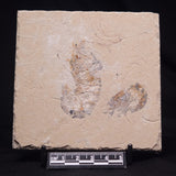 SHRIMP FOSSIL CARPOPENAEUS CALLIROSTRIS, Upper Cretaceous, Lebanon YSL023