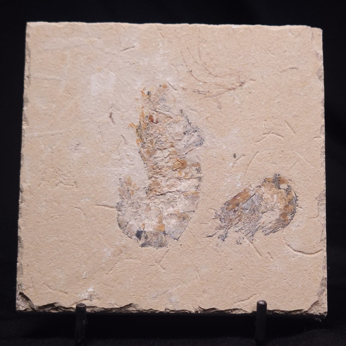 SHRIMP FOSSIL CARPOPENAEUS CALLIROSTRIS, Upper Cretaceous, Lebanon YSL023