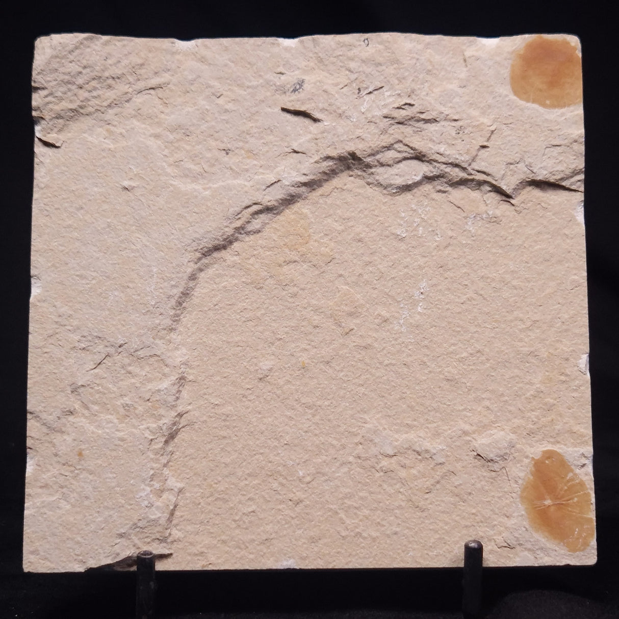 SHRIMP FOSSIL CARPOPENAEUS CALLIROSTRIS, Upper Cretaceous, Lebanon YSL023