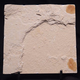 SHRIMP FOSSIL CARPOPENAEUS CALLIROSTRIS, Upper Cretaceous, Lebanon YSL023