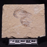 SHRIMP FOSSIL CARPOPENAEUS CALLIROSTRIS, Upper Cretaceous, Lebanon YSL024